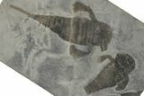 Eurypterus (Sea Scorpion) Fossil With Partials - New York #310230-1